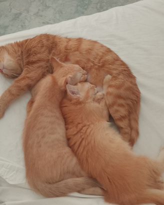 Gattino 4mesi
