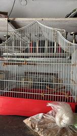 Gabbia uccelli