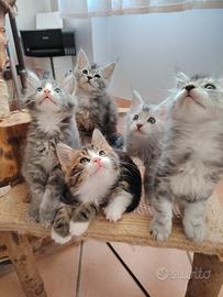 Maine Coon kittens
