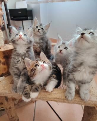 Maine Coon kittens