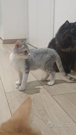 Elys gattina 3 mesi