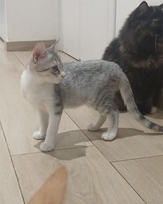 Elys gattina 3 mesi
