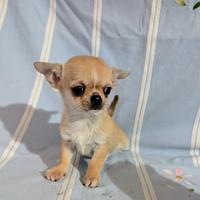 Nini cucciolo chihuahua, allevamento enci
