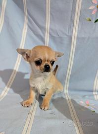 Nini cucciolo chihuahua, allevamento enci