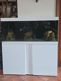 Acquario EHEIM Completo + Colonia Tropheus Bemba