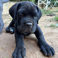 Cane Corso