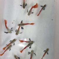 Guppy Dumbo Platinum Red Tail