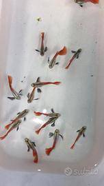 Guppy Dumbo Platinum Red Tail