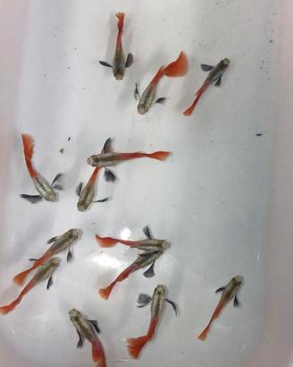 Guppy Dumbo Platinum Red Tail