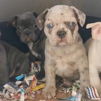 Cuccioli di bulldog francese