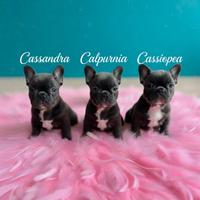 Cuccioli bouldogue francese