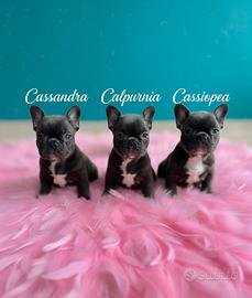 Cuccioli bouldogue francese