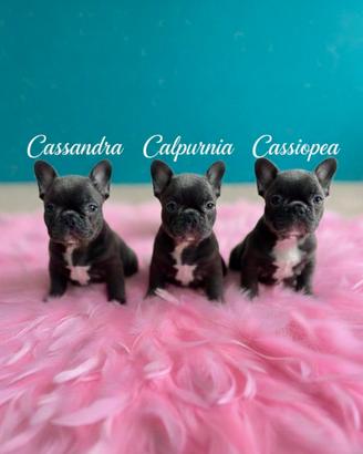 Cuccioli bouldogue francese