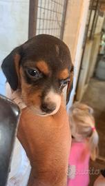 CUCCIOLI Beagle--PROMOZIONE!!