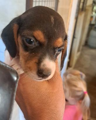 CUCCIOLI Beagle--PROMOZIONE!!