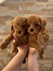 Barboncino toy