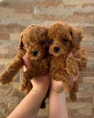 Barboncino toy
