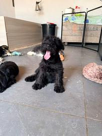 Cucciolo schnauzer nero