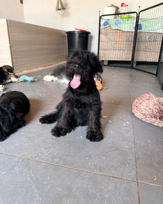 Cucciolo schnauzer nero
