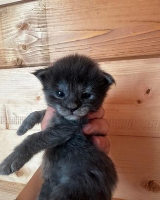 Cuccioli Main coon