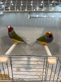 Diamante del Gould esotici