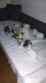 Conigli testa di leone angora