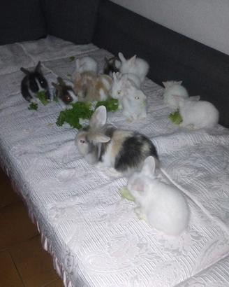 Conigli testa di leone angora