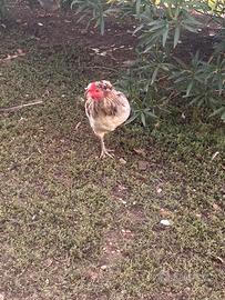 Galletto araucana