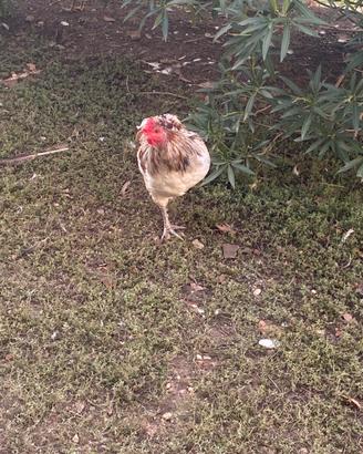Galletto araucana