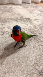 Lori arcobaleno
