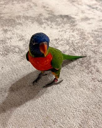 Lori arcobaleno