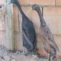 Anatre corritrici indiane