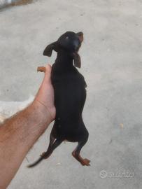 Pinscher