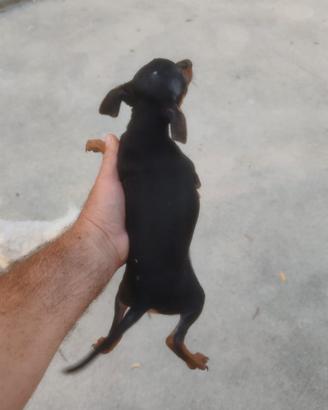 Pinscher