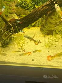 Pesci guppy