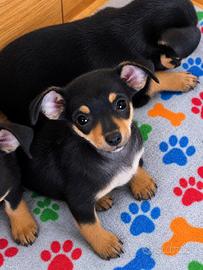 Cuccioli taglia piccola in adozione mix chihuahua