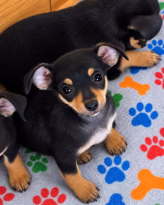 Cuccioli taglia piccola in adozione mix chihuahua