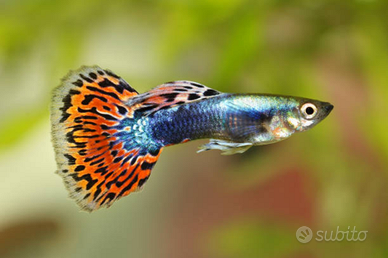 Guppy endler