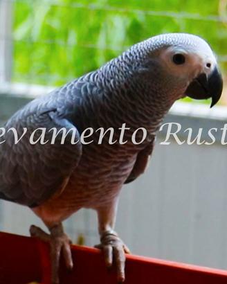 Pappagallo Cenerino (Psittacus erithacus)