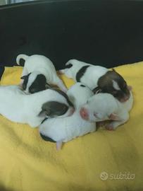 Cuccioli jack russel