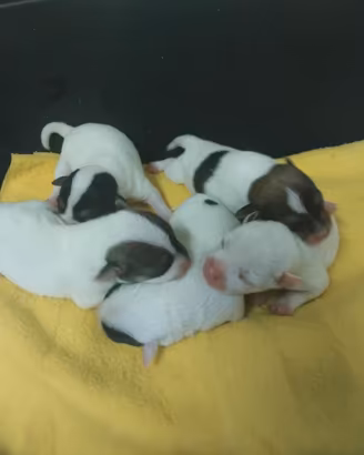 Cuccioli jack russel