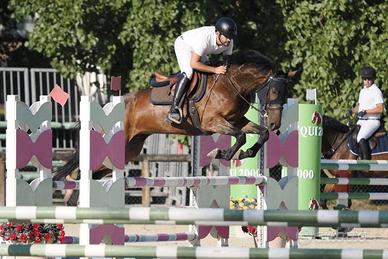 Cavallo italiano 4 anni