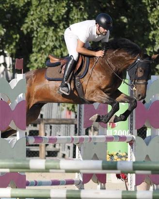 Cavallo italiano 4 anni