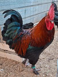 Materiale fecondo Galli,Galline,Pulcini e Uova