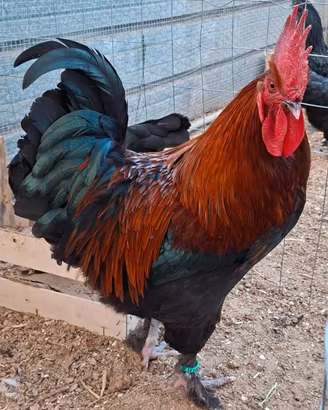 Materiale fecondo Galli,Galline,Pulcini e Uova