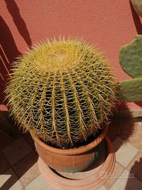 Pianta grassa cuscino della suocera kroenleinia