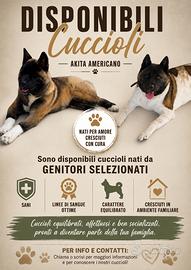 Akita americano cucciolo