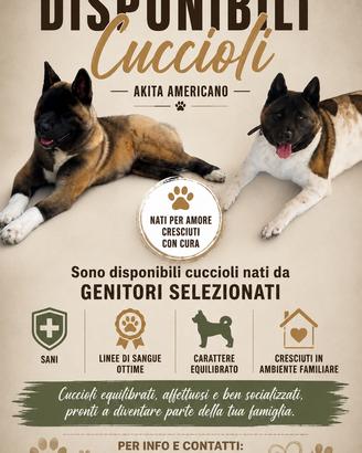 Akita americano cucciolo