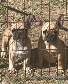 Cuccioli di bulldog francese
