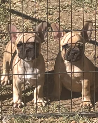 Cuccioli di bulldog francese